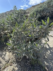 Eriodictyon crassifolium