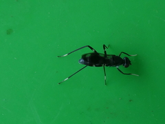 Taeniaptera trivittata