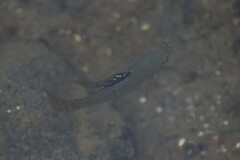 Poecilia mexicana