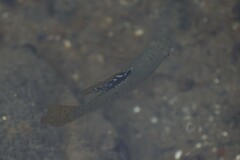 Poecilia mexicana