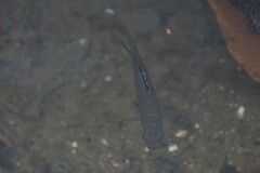 Poecilia mexicana
