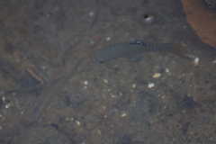 Poecilia mexicana