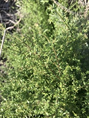Galium porrigens