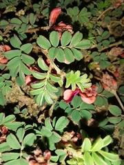 Indigofera alternans