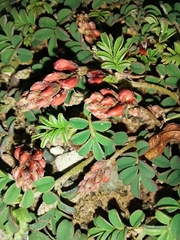 Indigofera alternans