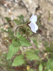 Phacelia viscida