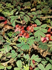 Indigofera alternans