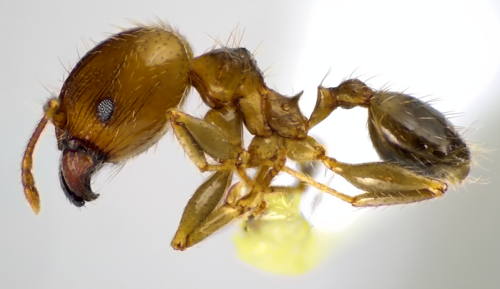 African Big-headed Ant photo 6