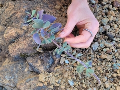 Streptanthus morrisonii