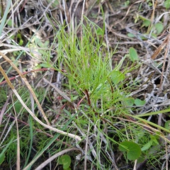 Eupatorium leptophyllum