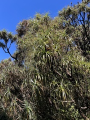 Dracophyllum traversii