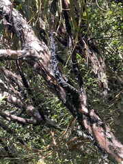 Dracophyllum traversii