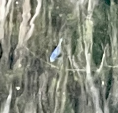 Cyprinodon macularius