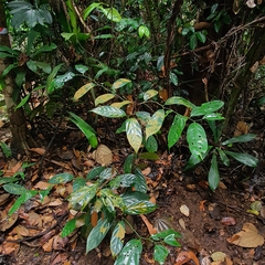 Scorodocarpus borneensis