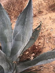 Agave