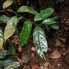 Scorodocarpus borneensis