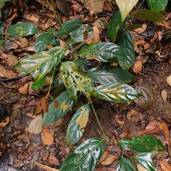 Scorodocarpus borneensis