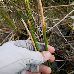 Eleocharis interstincta