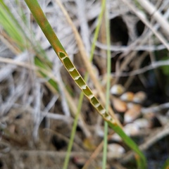 Eleocharis interstincta
