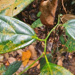 Scorodocarpus borneensis