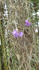 Tillandsia streptocarpa