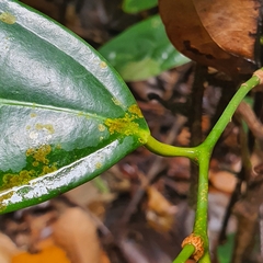 Scorodocarpus borneensis