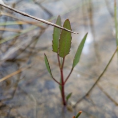 Eupatorium mikanioides
