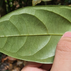 Scorodocarpus borneensis