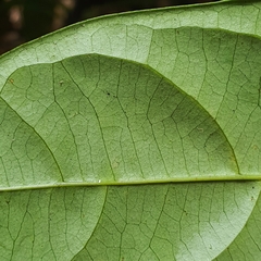 Scorodocarpus borneensis