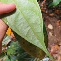 Scorodocarpus borneensis