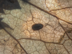 Phytomyza tiarellae