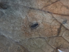 Phytomyza tiarellae