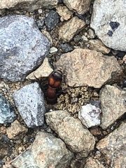 Pseudomethoca simillima