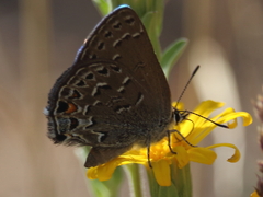 Satyrium behrii