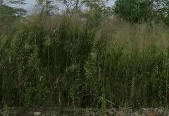 Phragmites karka