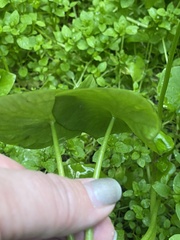 Claytonia perfoliata