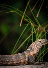 Ctenosaura hemilopha