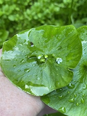 Claytonia perfoliata