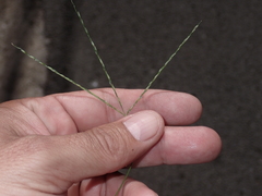 Digitaria nuda