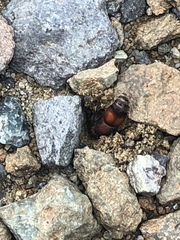 Pseudomethoca simillima