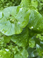 Claytonia perfoliata