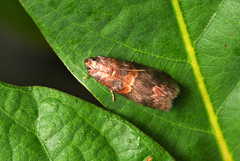 Sciota subcaesiella