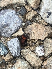 Pseudomethoca simillima