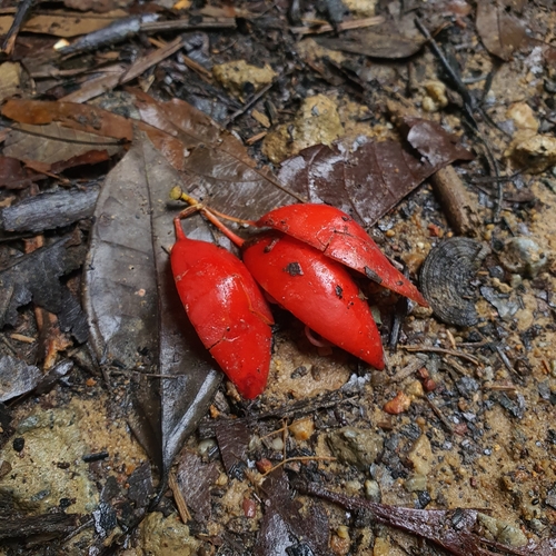 Adenia macrophylla