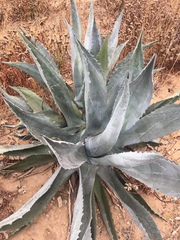 Agave