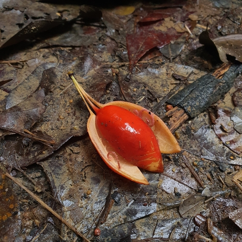 Adenia macrophylla