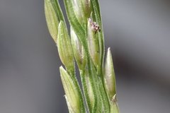 Digitaria nuda