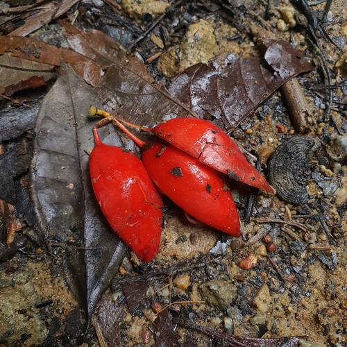 Adenia macrophylla