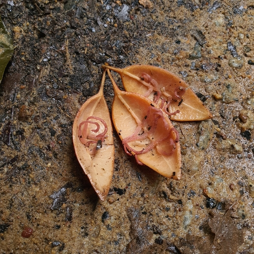 Adenia macrophylla
