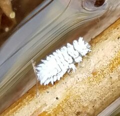 Cryptolaemus